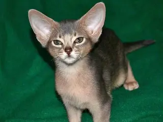 Abissino gatti Gatti abissini - Annuncio 8