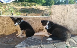 Border Collie cani in vendita: Cuccioli border collie a Provincia della Spezia - Immagine 2