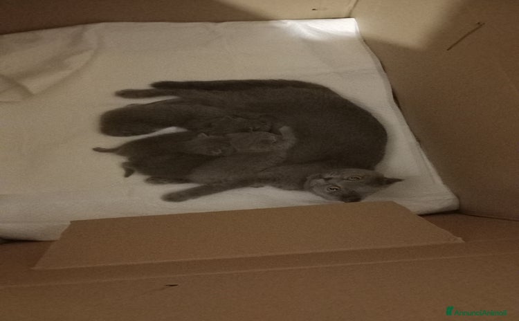 Scottish gatti - Annuncio 2