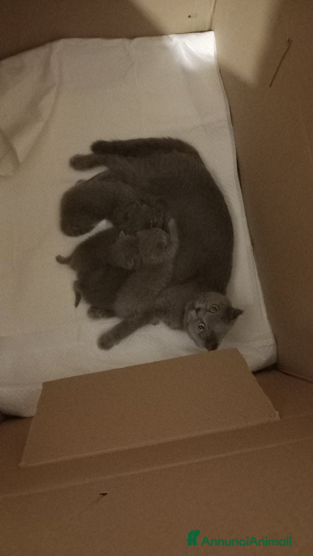 Scottish gatti in vendita: Gattini scottish shorthair  - Annuncio 5