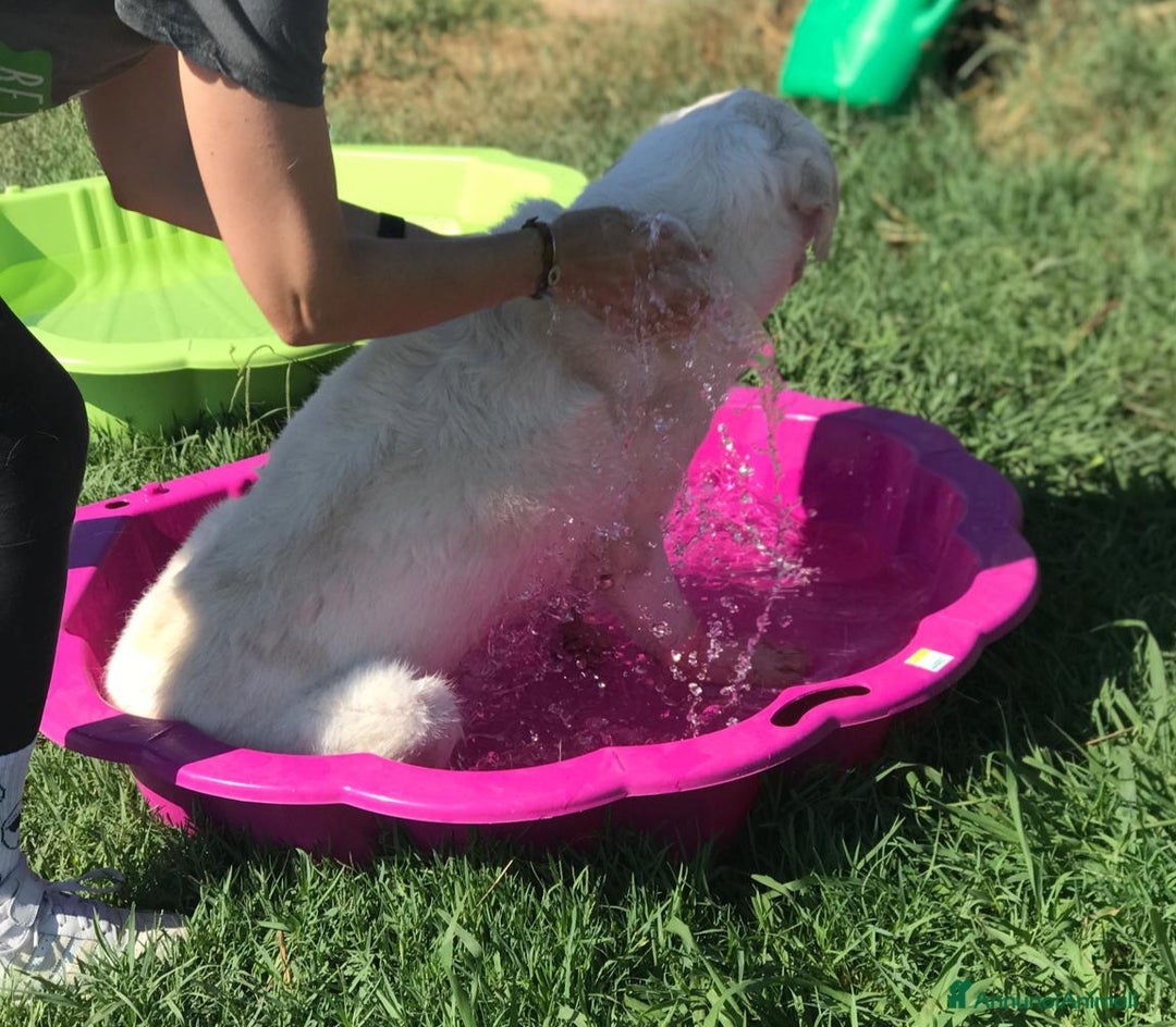 Labrador cani in regalo: Boston , simil labrador dagli occhi dolcissimi  a Provincia di Latina - Annuncio 3