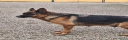 Pastore Tedesco cani in vendita: Cuccioli pastore tedesco a Provincia di Arezzo - Annuncio 3