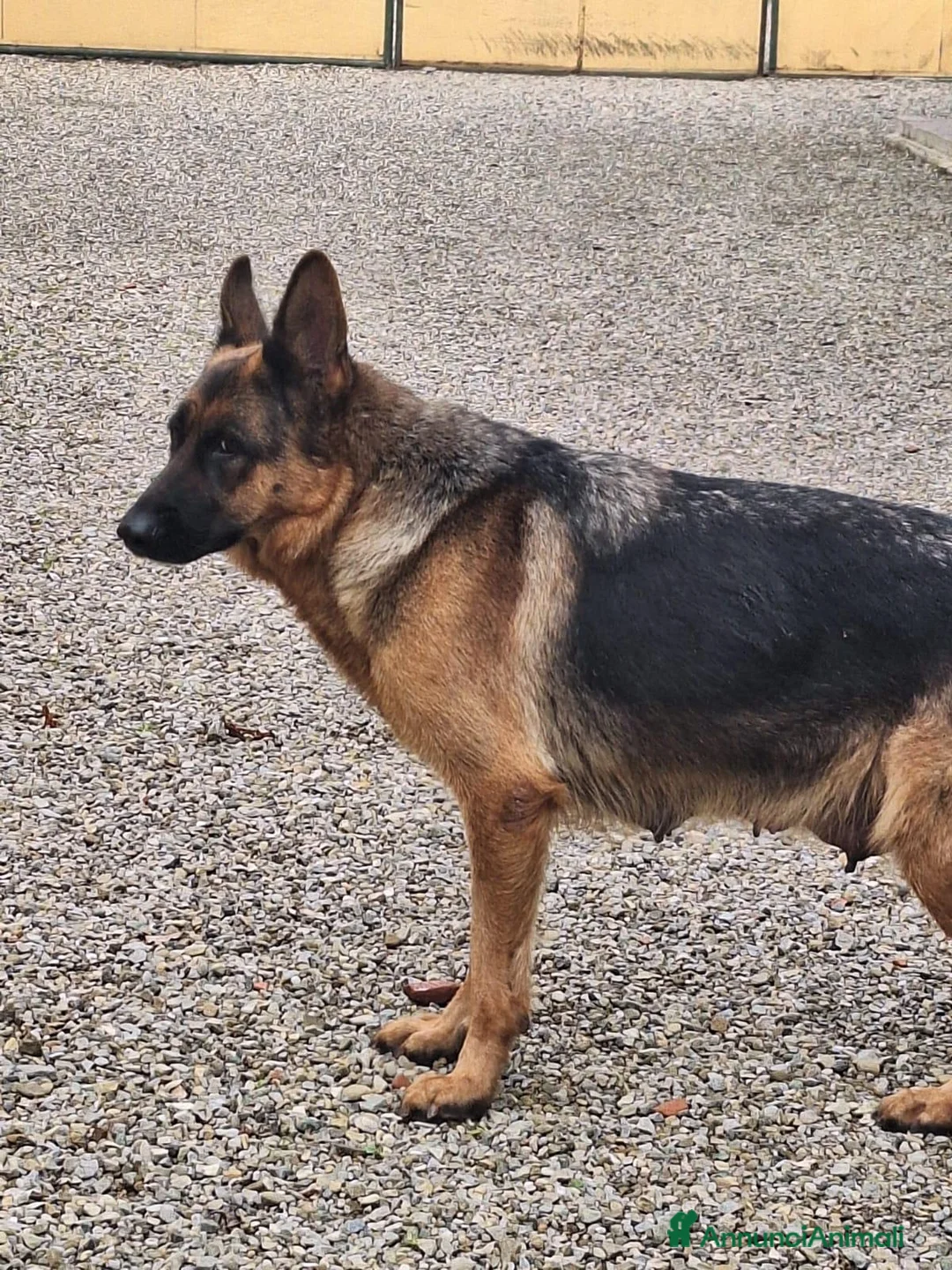 Pastore Tedesco cani in vendita: Cuccioli pastore tedesco a Provincia di Arezzo - Annuncio 3