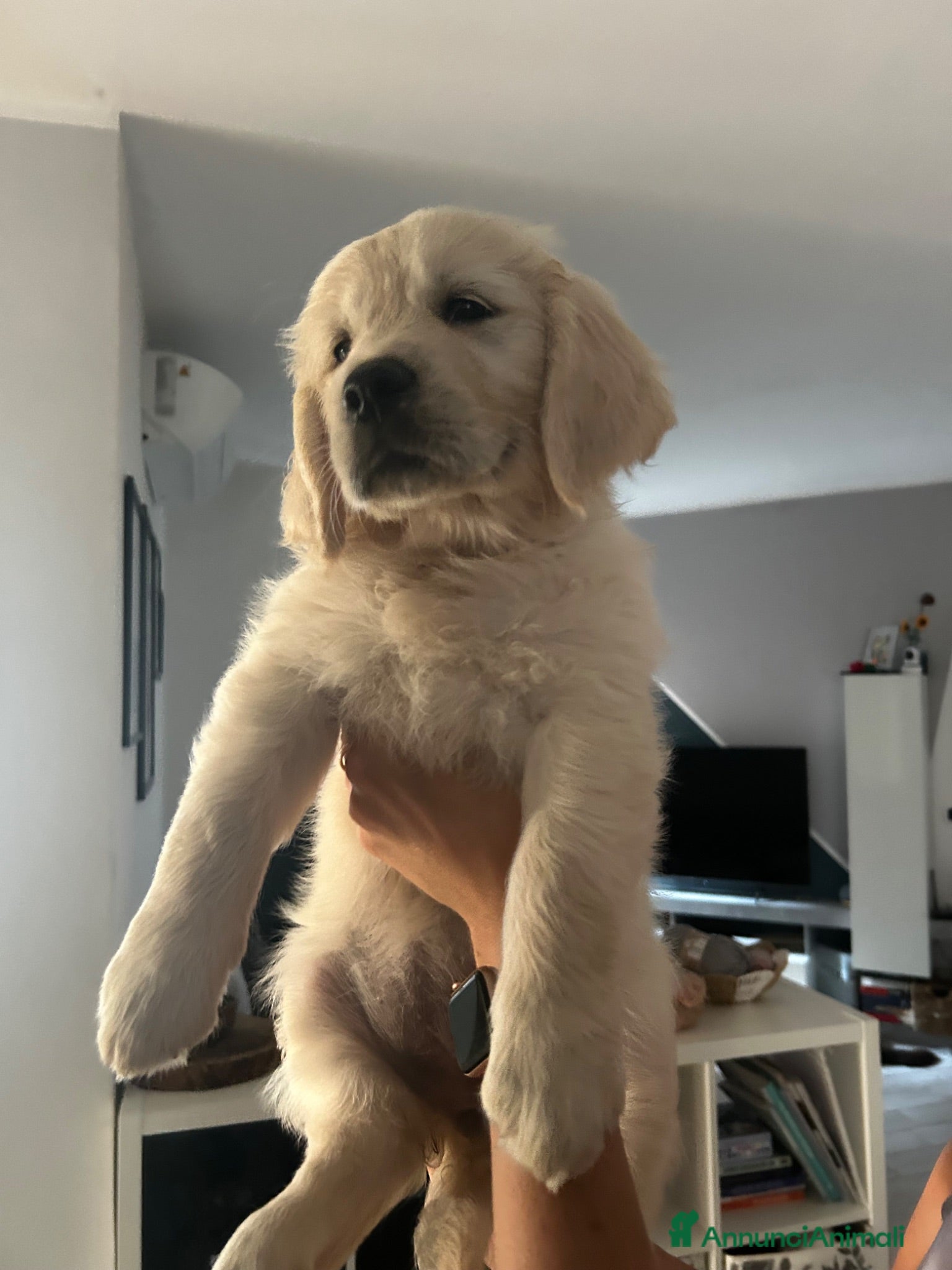 Golden Retriever cani Cuccioli disponibili - Golden retriever - Annuncio 22