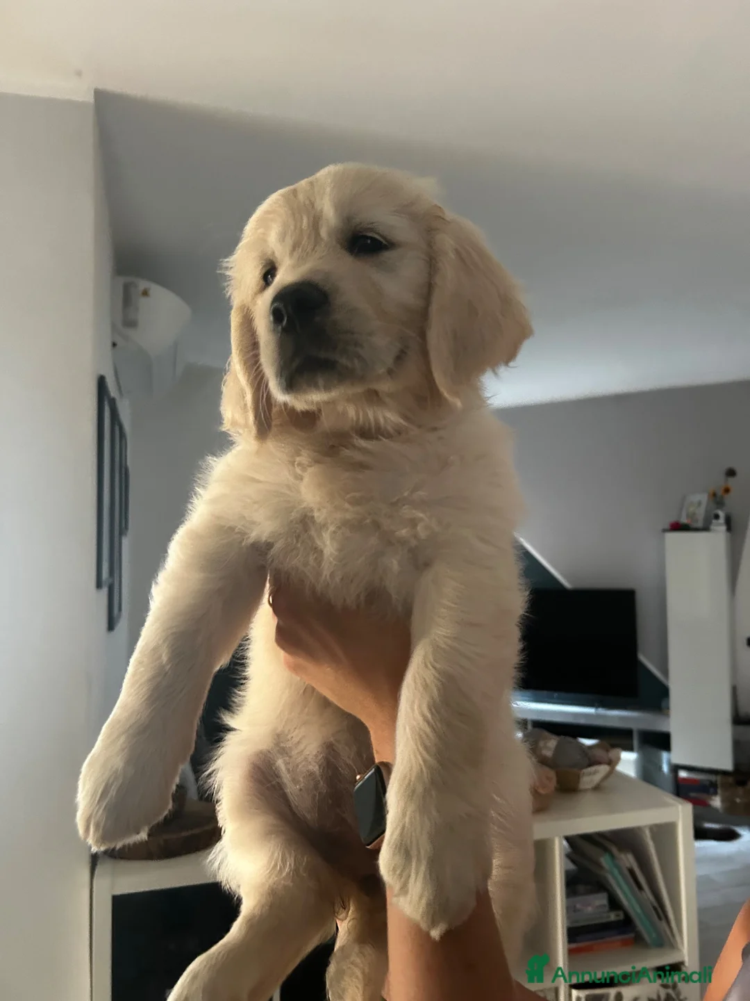Golden Retriever cani in vendita: Cuccioli disponibili - Golden retriever - Annuncio 1