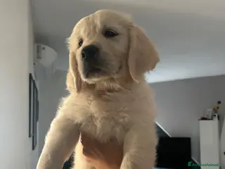 Golden Retriever cani Cuccioli disponibili - Golden retriever - Annuncio 22