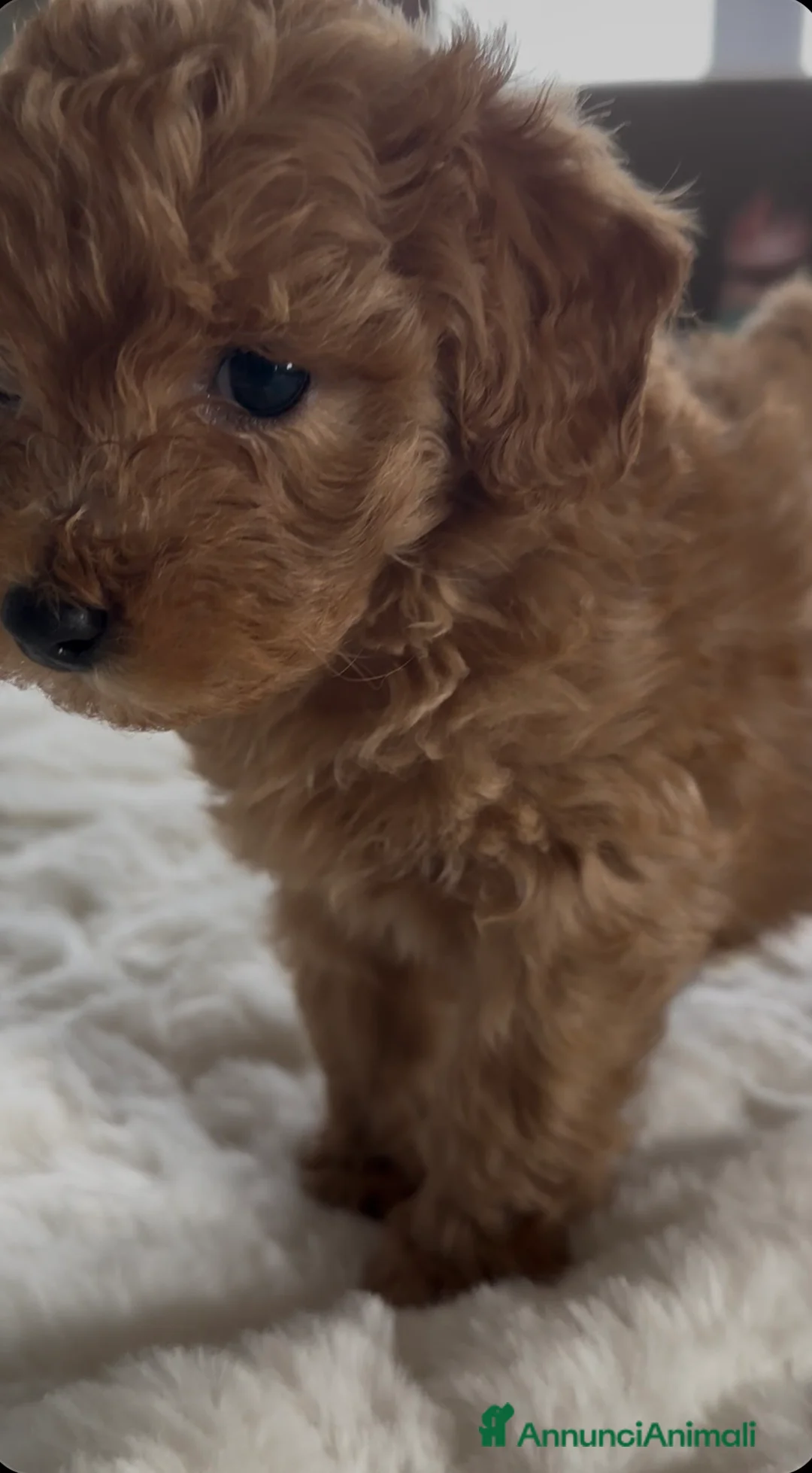 Barboncino cani in vendita: Barboncino nano❤️ - Annuncio 2