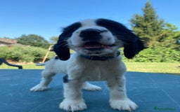 Cocker cani in vendita: Cuccioli di Cocker Spaniel Inglese a Provincia di Frosinone - Immagine 2