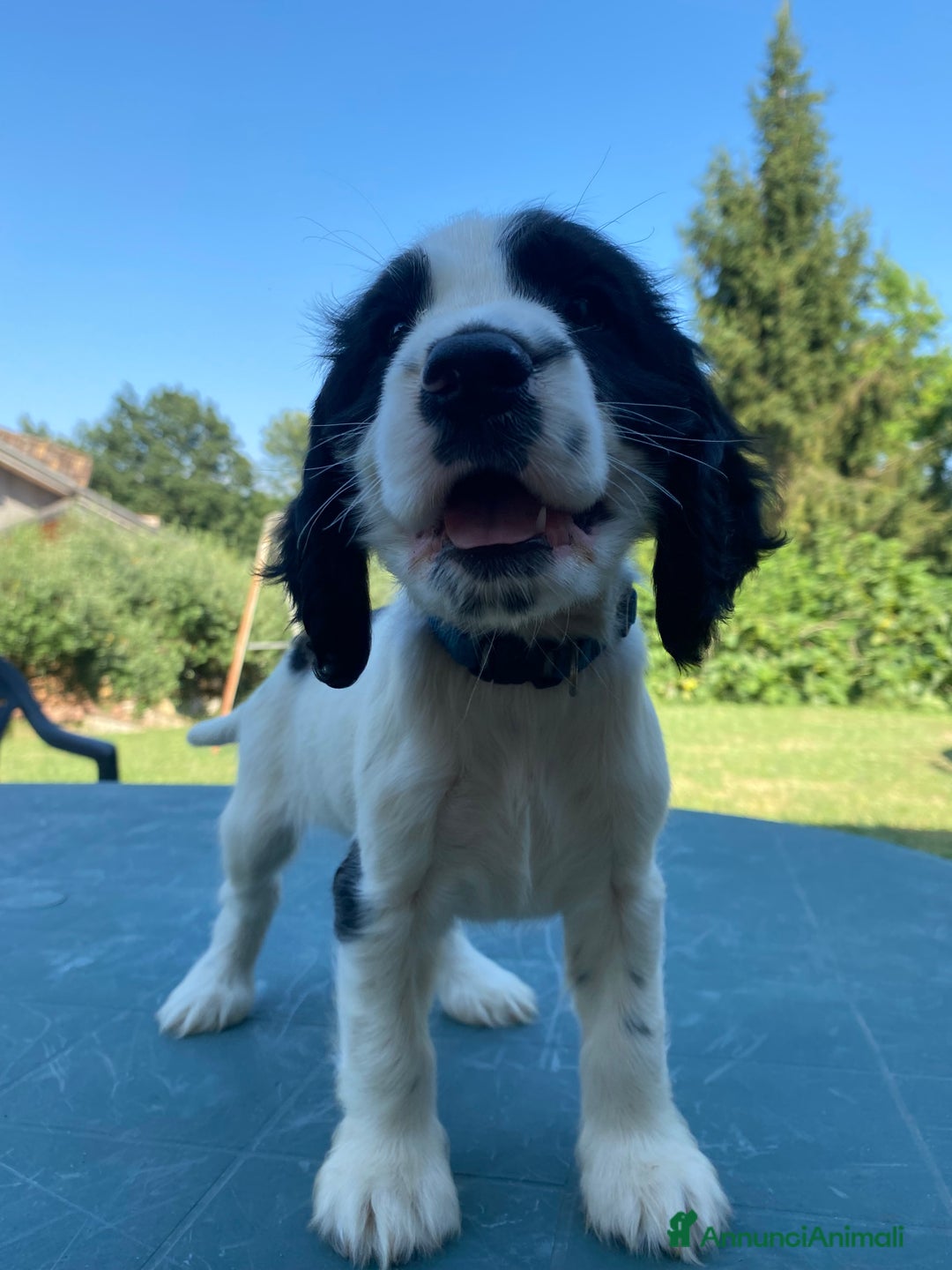 Cocker cani in vendita: Cuccioli di Cocker Spaniel Inglese a Provincia di Frosinone - Immagine 2