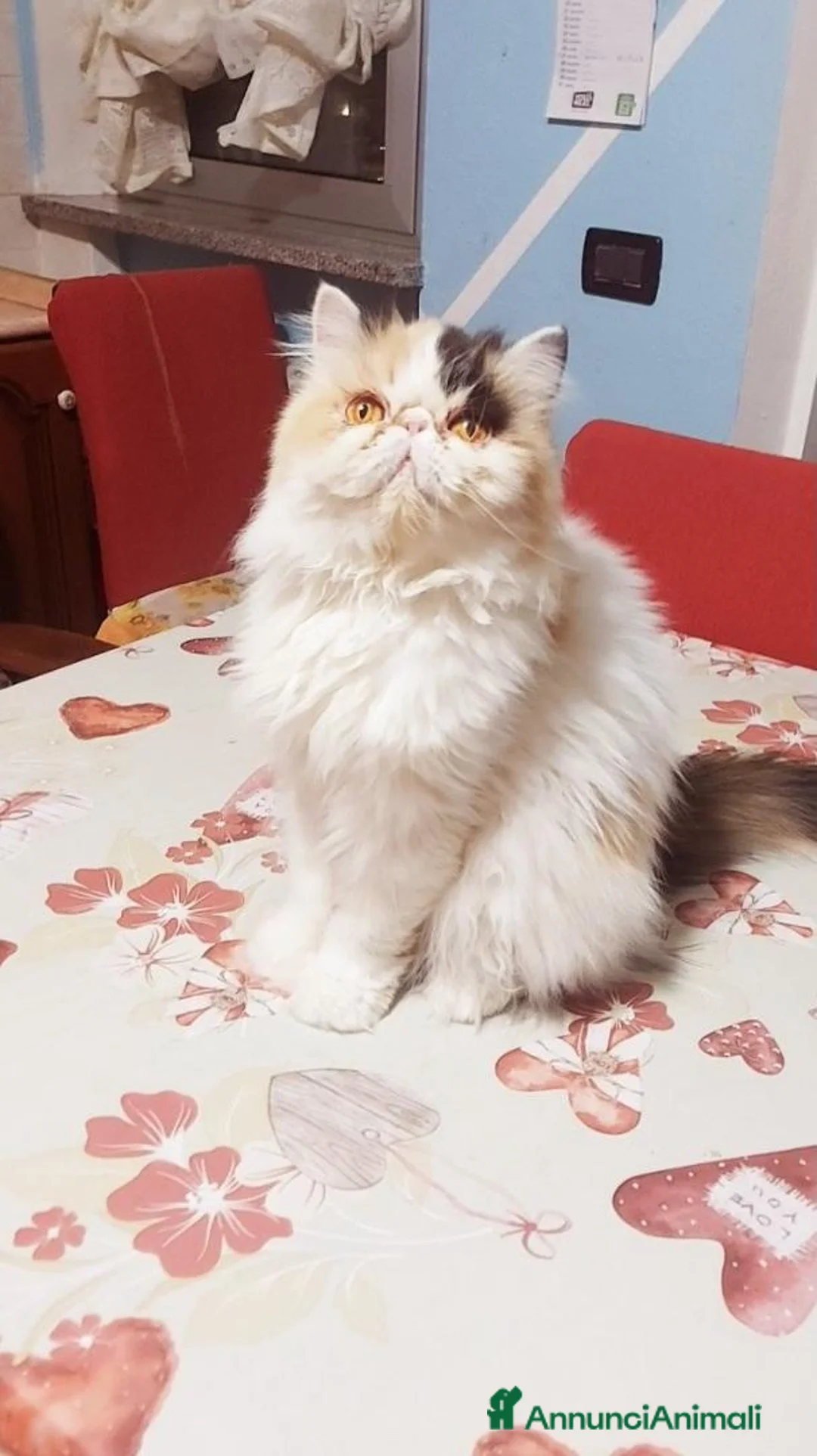 Persiano gatti in vendita: Femmina di Persiano - Annuncio 2