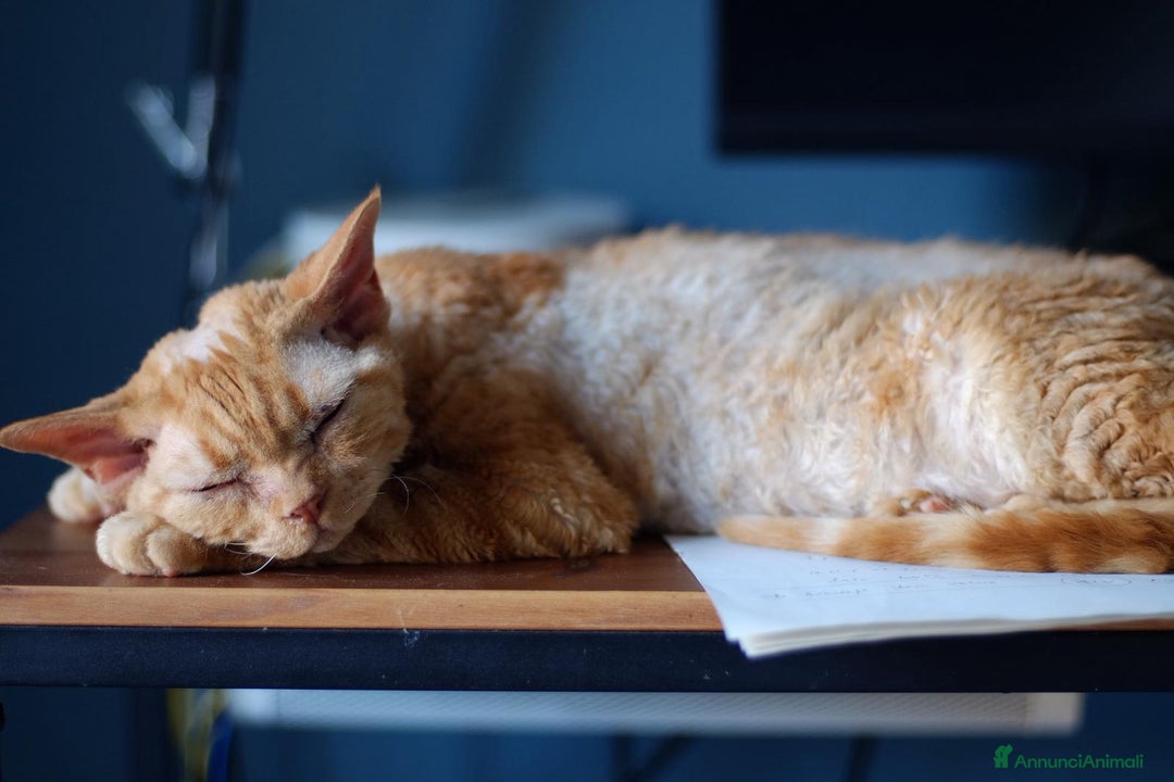 Devon Rex gatti in regalo: Regalo Devon Rex  - Annuncio 1