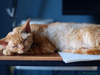 Devon Rex gatti Regalo Devon Rex - Annuncio 16