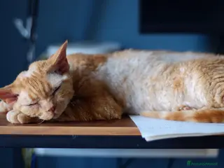 Devon Rex gatti Regalo Devon Rex - Annuncio 21