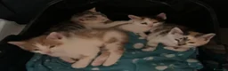 Europeo gatti in regalo: Gattini in regalo  - Annuncio 4
