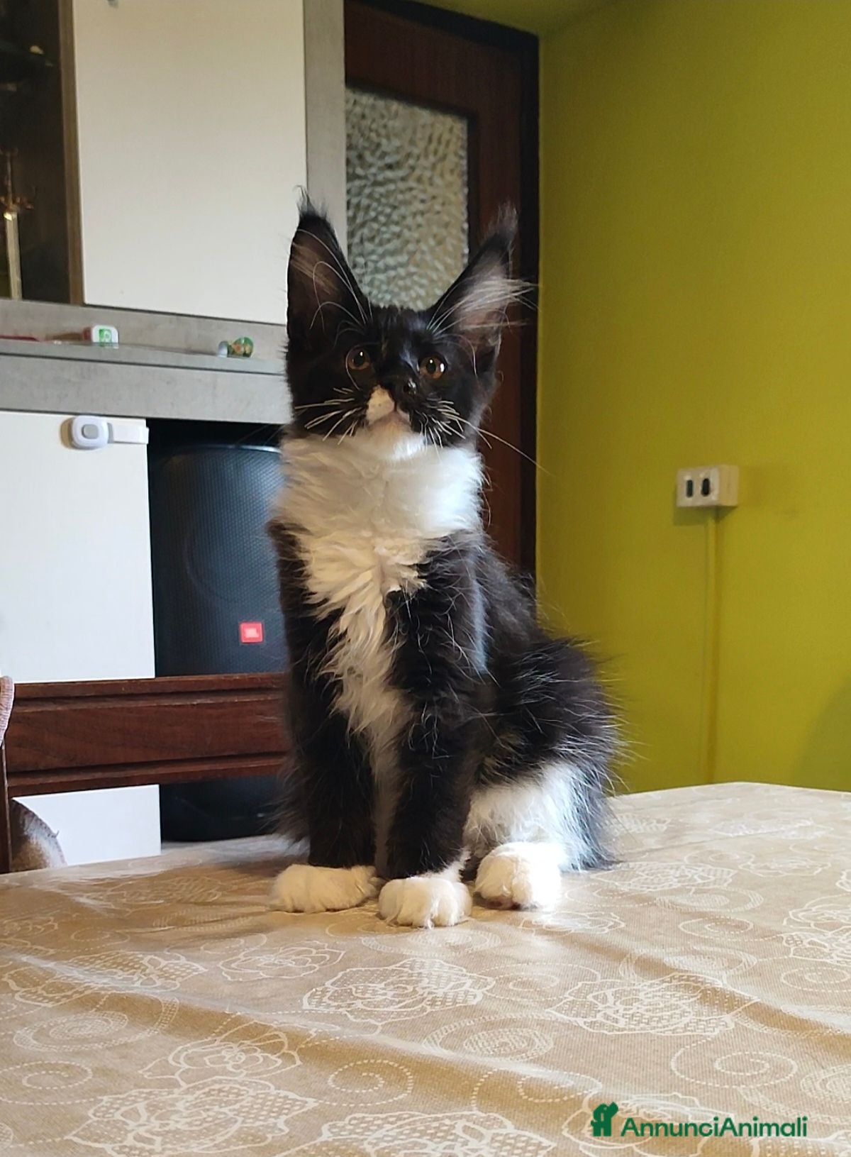 Maine Coon gatti Splendido gattino Maine Coon, cuore e maestosità - Annuncio 18