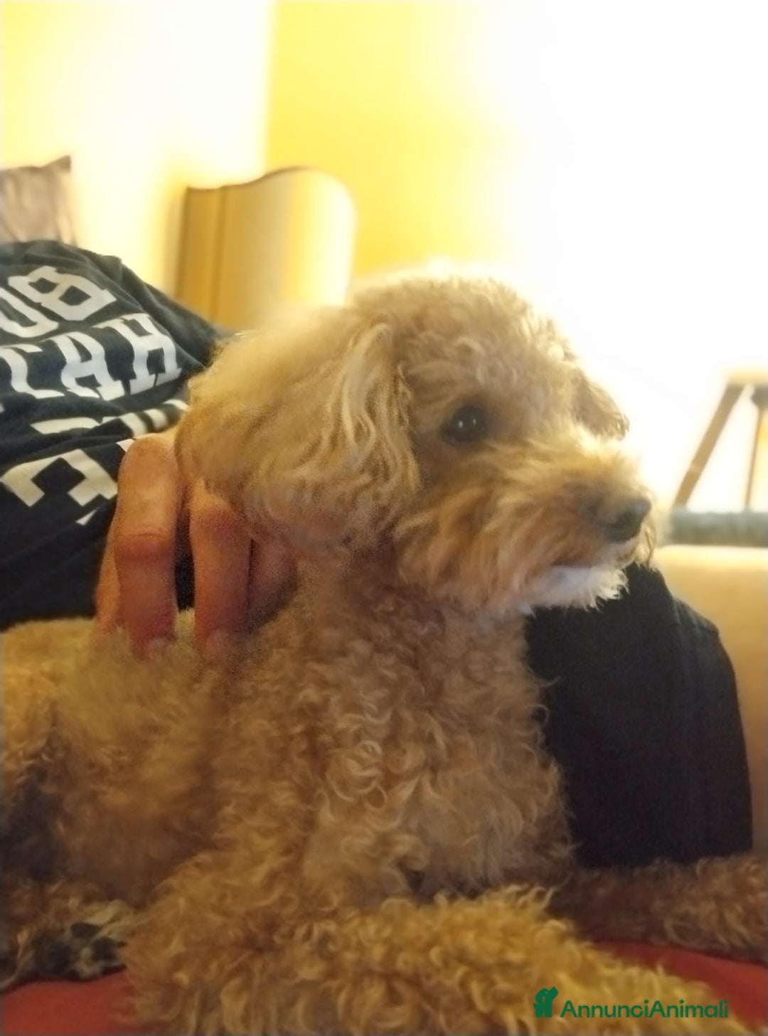 Barboncino Toy cani per accoppiamento: Cercasi barboncina toy/ mini per accoppiamento - Annuncio 5