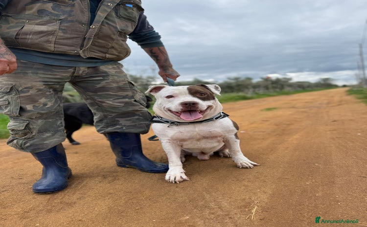Meticcio cani in regalo a Provincia di Bergamo - Annuncio 2