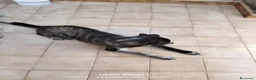 Meticcio cani in regalo: Cucciola affettuosissima a Libero consorzio comunale di Ragusa - Annuncio 6