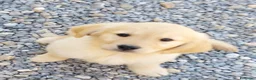 Golden Retriever cani in vendita: Golden Retriever linea Inglese a Provincia di Pavia - Annuncio 7