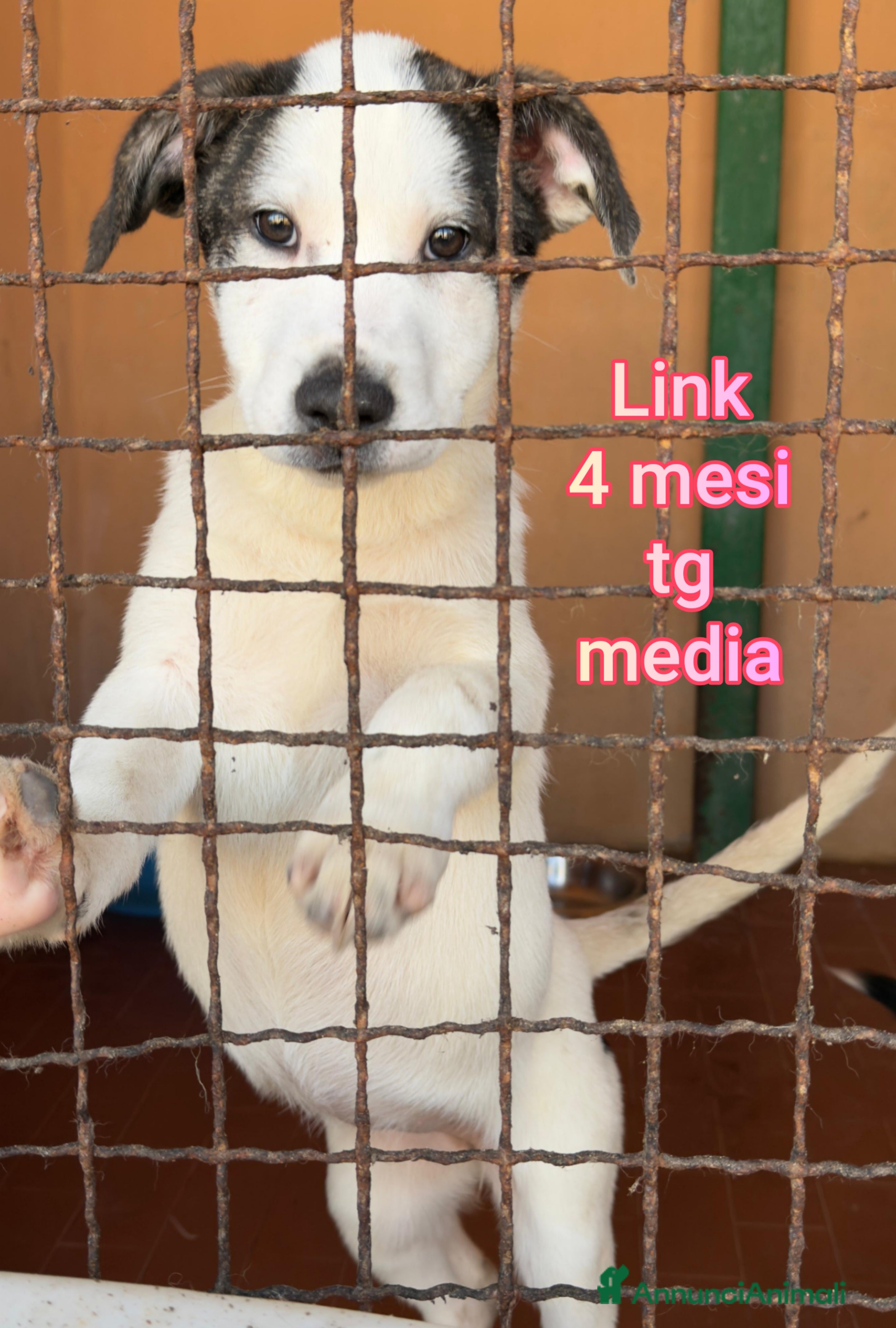 Meticcio cani CUCCIOLI ESCLUSI E SOLI! - Annuncio 1