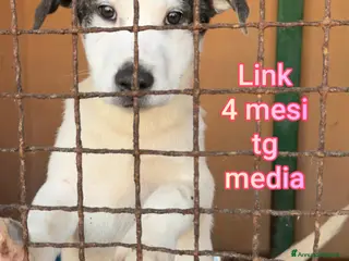 Meticcio cani CUCCIOLI ESCLUSI E SOLI! - Annuncio 29