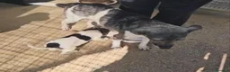 Meticcio cani in regalo: Alan: 2 mesi taglia contenuta  - Annuncio 5