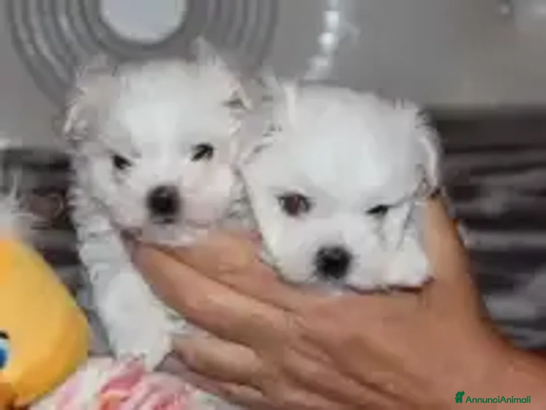 Maltese cani in vendita: Maltese taglia minuscola  - Immagine 4
