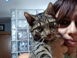 Europeo gatti TIGRO, dolce gattino in adozione! - Annuncio 41