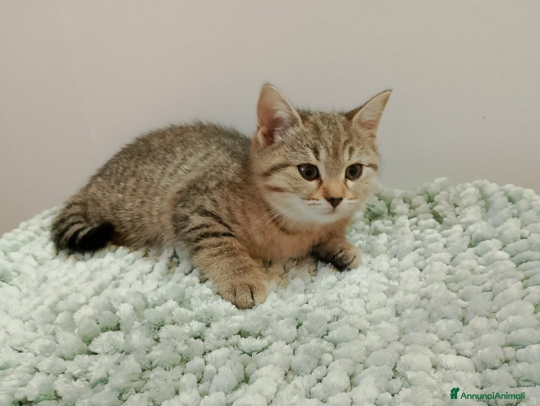 Meticcio gatti in vendita: Gattini  - Annuncio 3