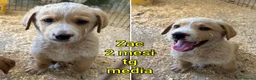 Meticcio cani in regalo: Servono adozioni x salvarli a Provincia di Modena - Annuncio 6