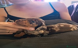 Bassotto cani in vendita: Cuccioli di bassotto kaninken e nano Enci  a Città metropolitana di Roma Capitale - Immagine 4