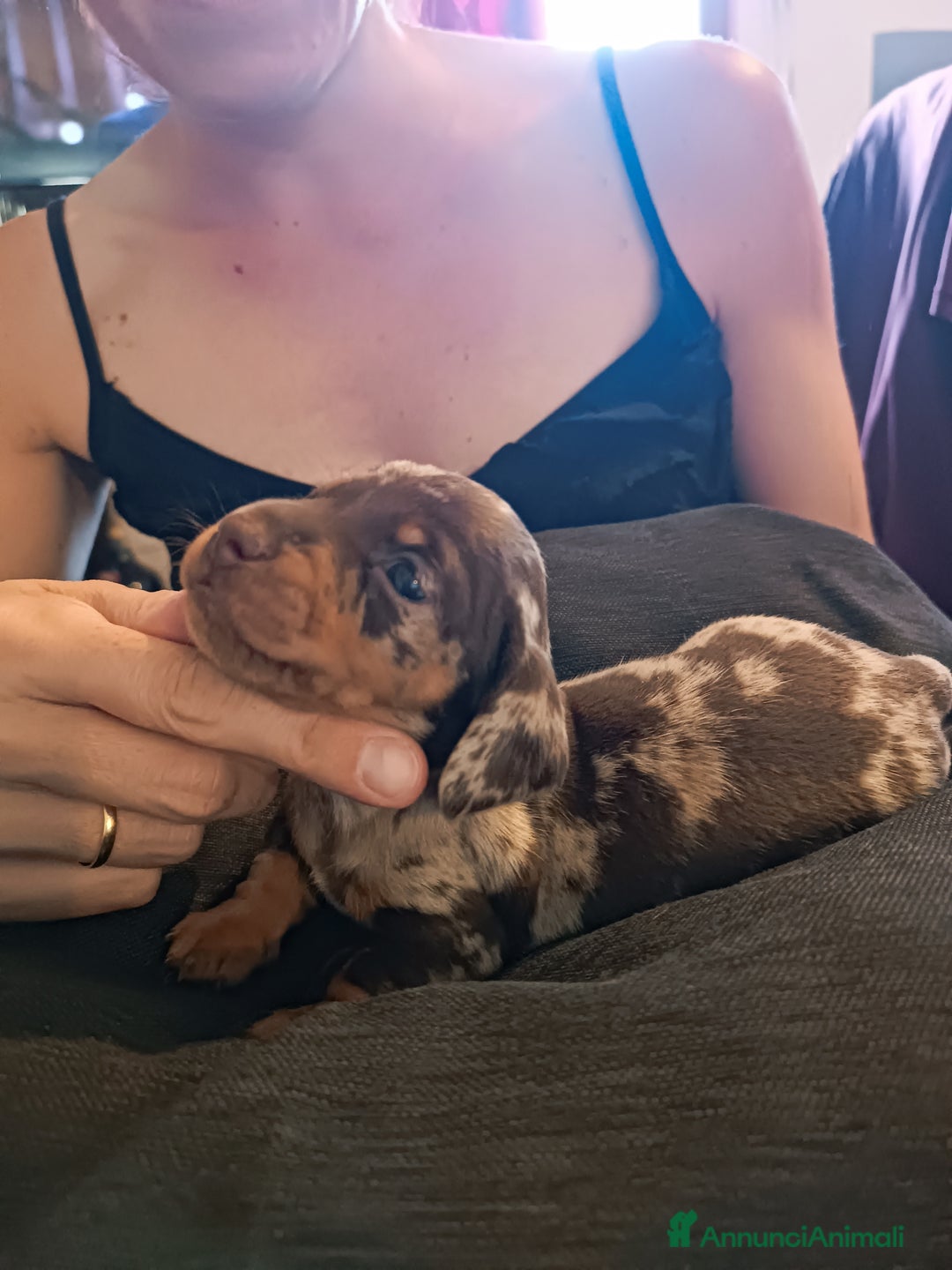 Bassotto cani in vendita: Cuccioli di bassotto kaninken e nano Enci  a Città metropolitana di Roma Capitale - Immagine 4