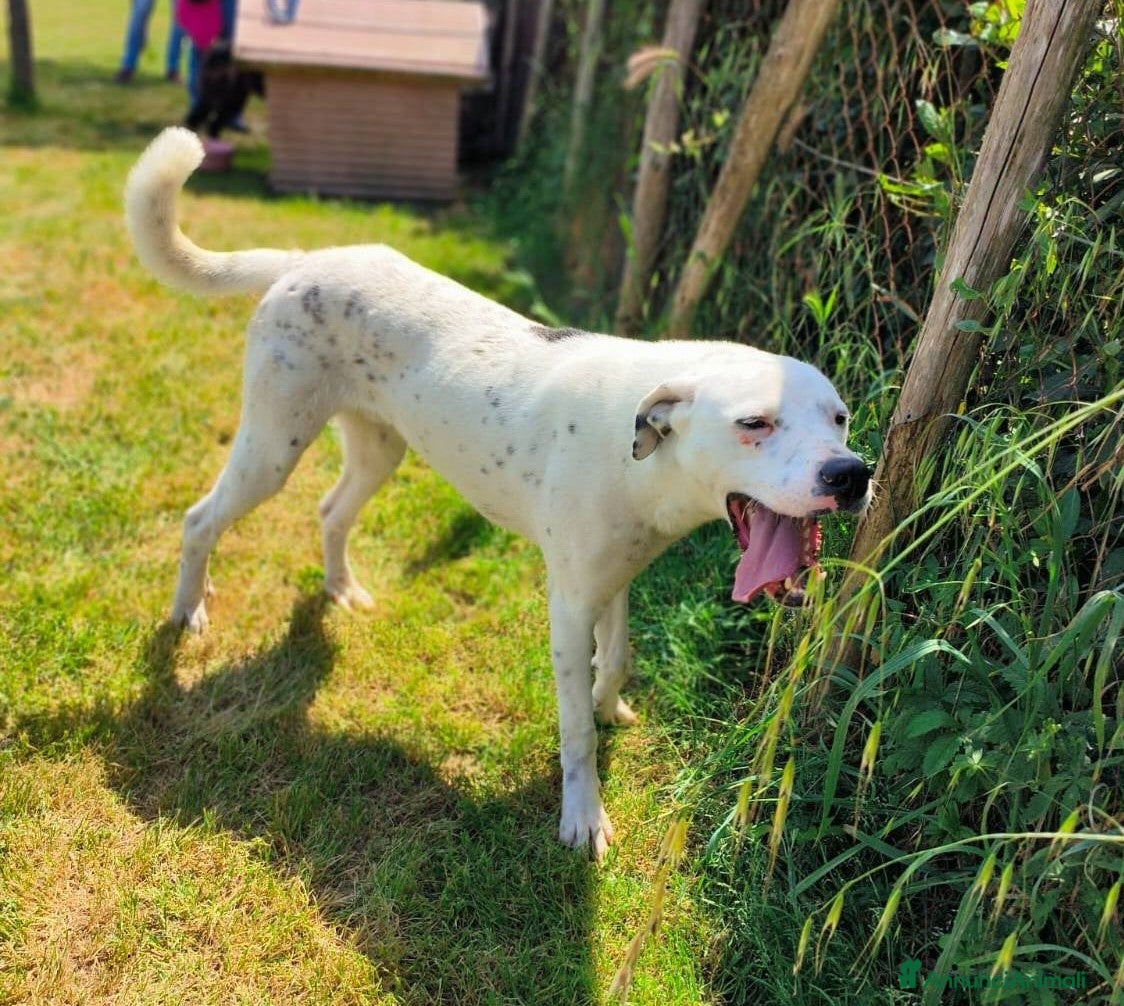 Altre razze cani in regalo: ROSARIO, mix di simpatia unica - Annuncio 1