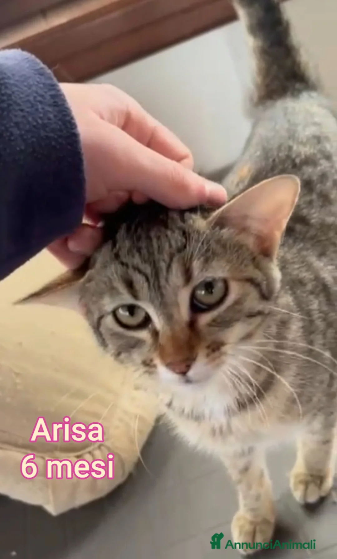 Altre razze gatti in regalo: MICINI ABBANDONATI: URGENTE  - Annuncio 10