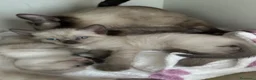 Siamese gatti in vendita: Bellissimi cuccioli siamesi maschio e femmina - Annuncio 4