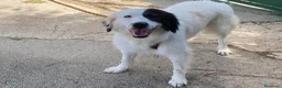 Meticcio cani in regalo: Sissi cagnolona stupenda - Annuncio 8