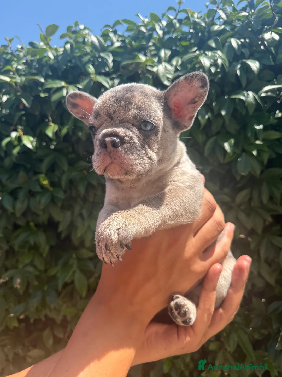 Bulldog Francese cani in vendita: RIO!! - Annuncio 2