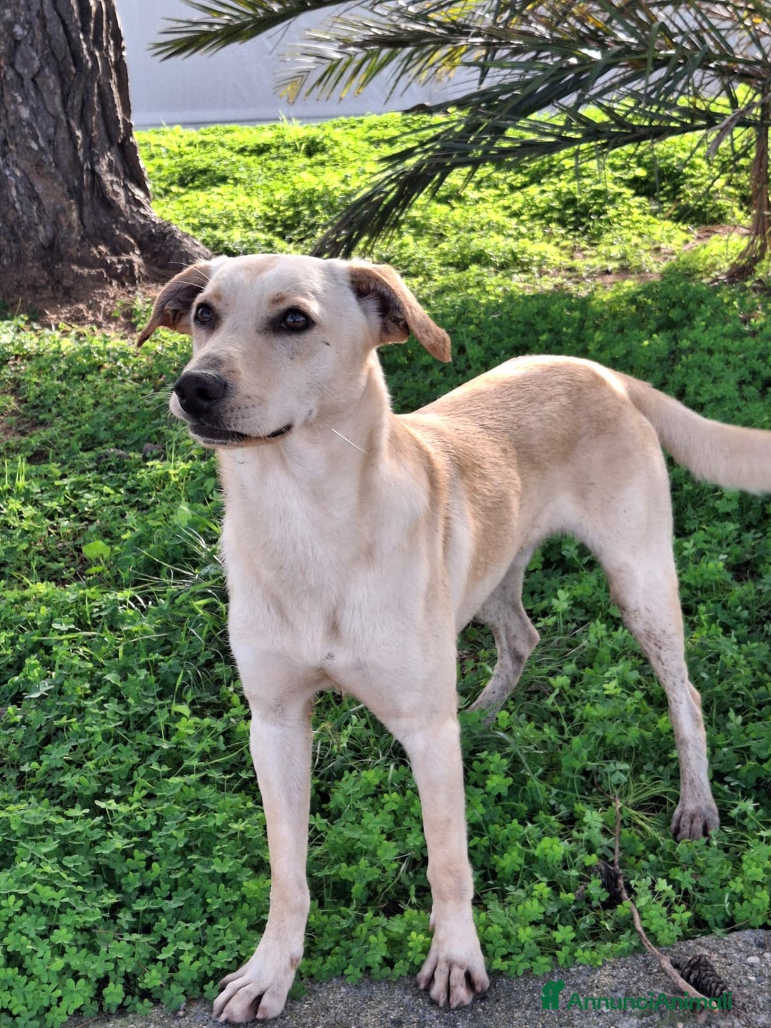 Meticcio cani in regalo: OLLY 💙 - irresistibile cucciolone taglia media 🤩 - Annuncio 3