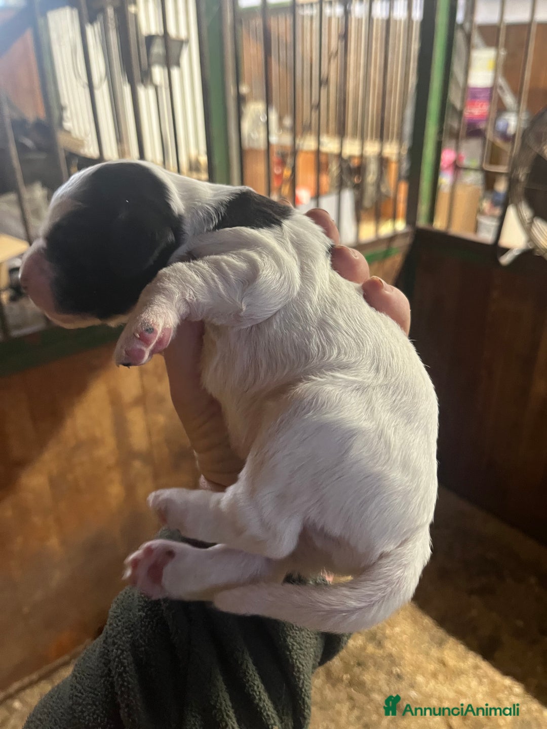 Setter Inglese cani in vendita: Cuccioli setter inglese  - Annuncio 11