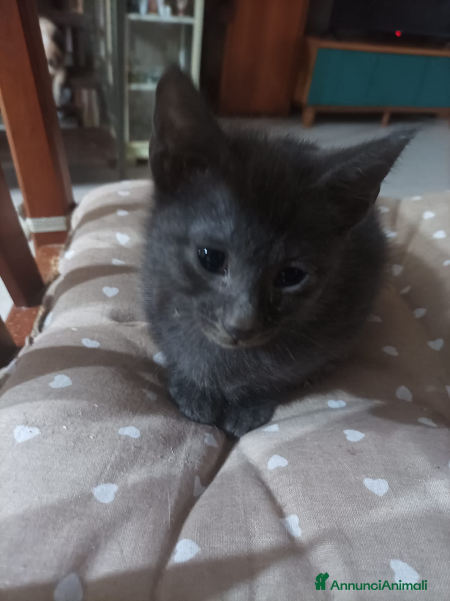 Meticcio gatti Regaliamo gattini - Annuncio 2