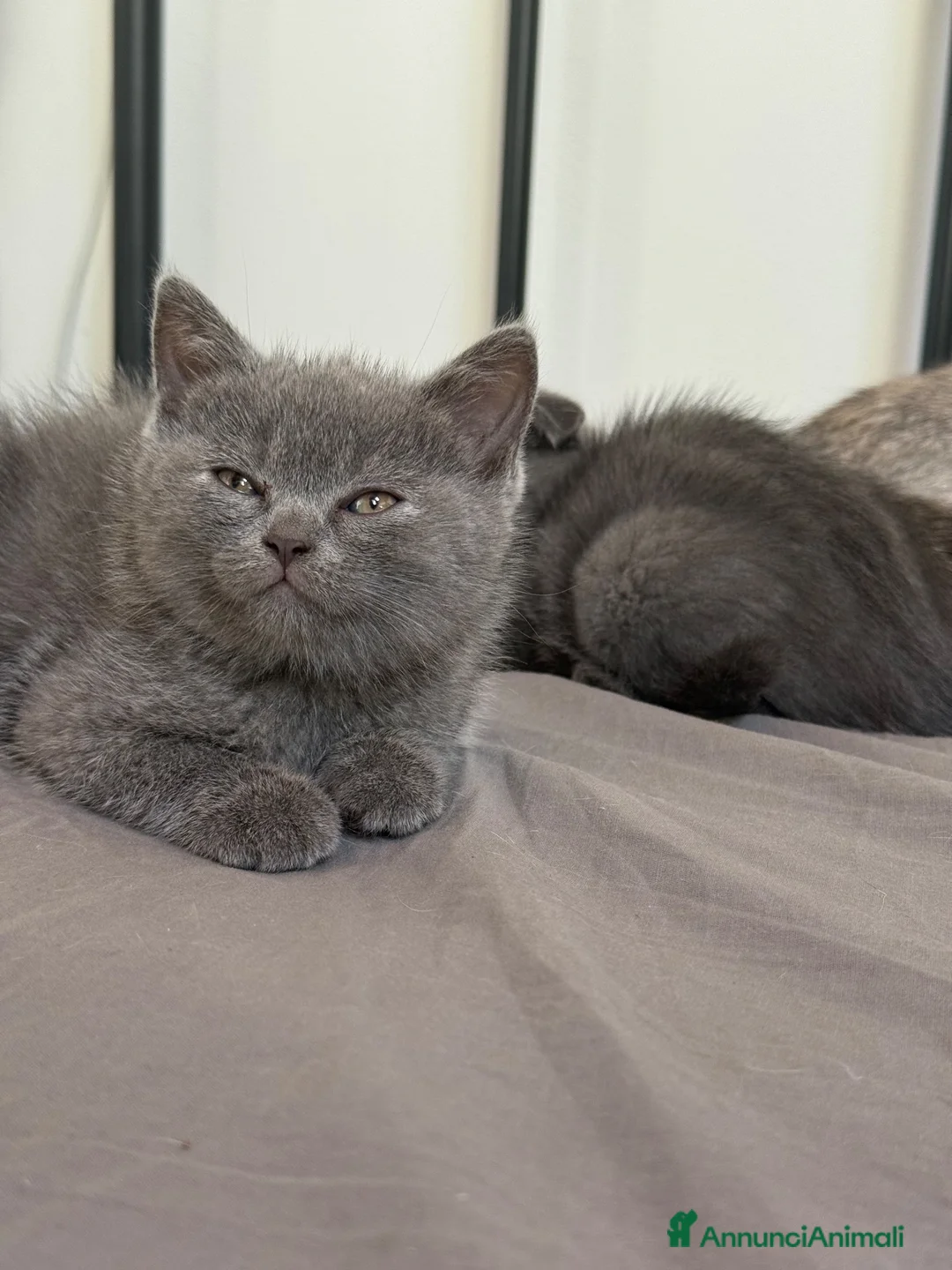 Scottish gatti in vendita: Scottish fold e straight blu con occhi arancioni a Provincia di Pavia - Annuncio 10