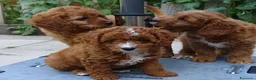 Cavapoo cani in vendita: Splendidi cuccioli di Cavapoo F1B a Città metropolitana di Milano - Annuncio 26