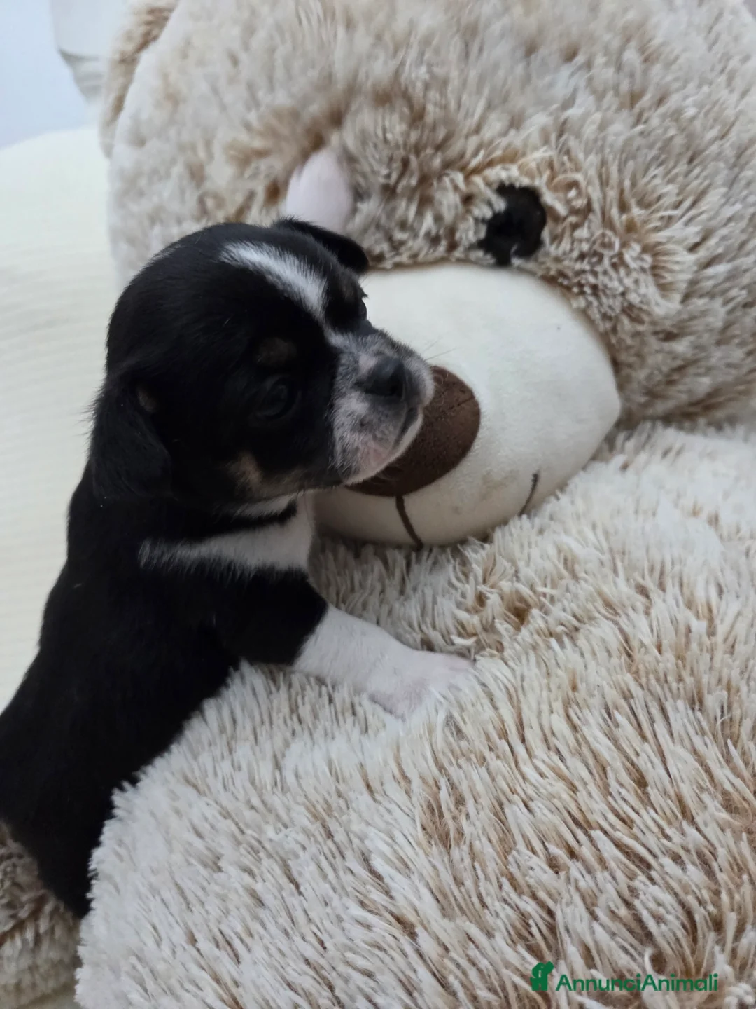 Chihuahua cani in vendita: Cucciolo di chihuahua  a Provincia di Catanzaro - Annuncio 6