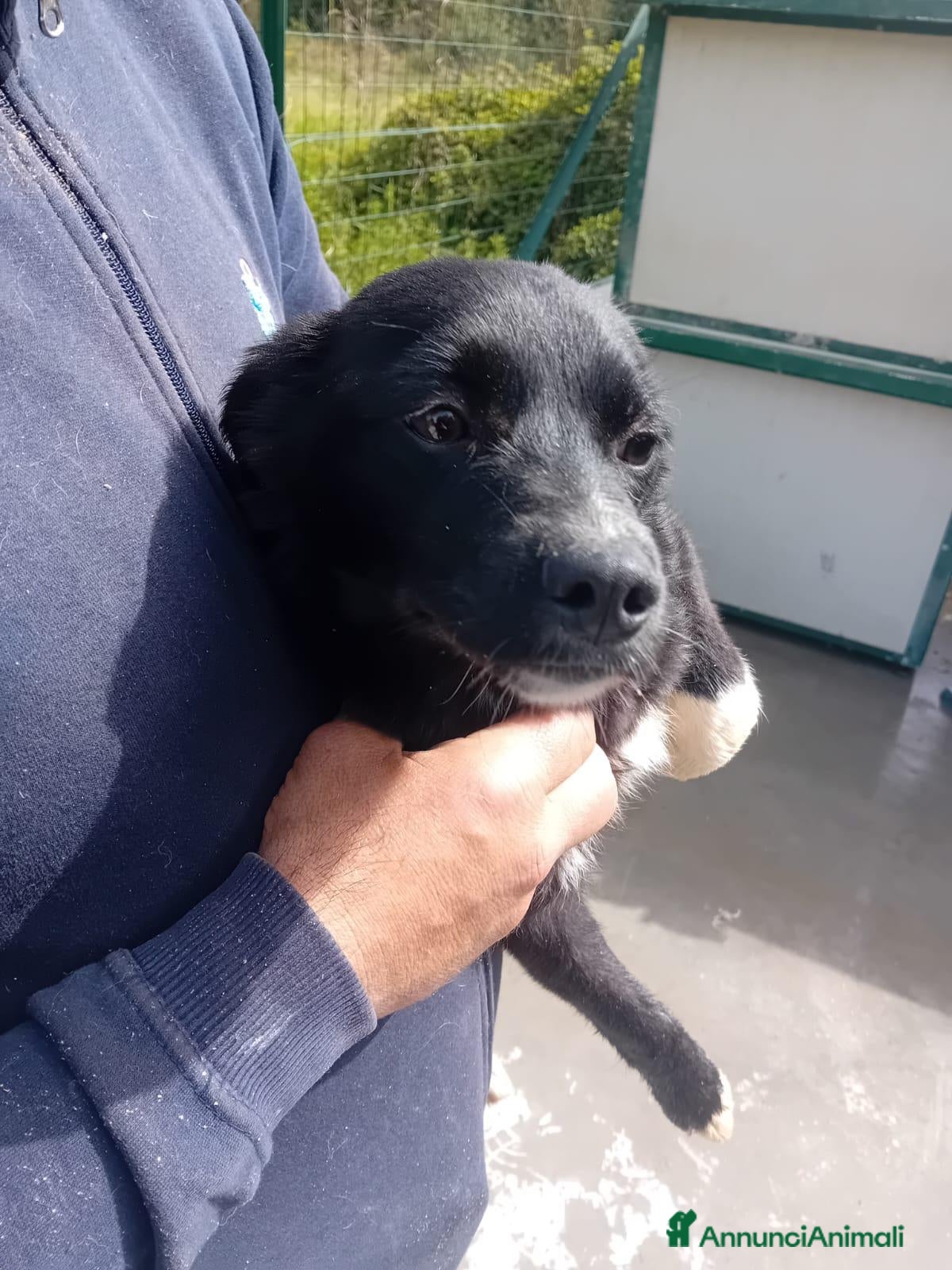 Meticcio cani MIA, cucciola 7 mesi, taglia contenuta, cerca casa - Annuncio 14