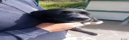 Meticcio cani in regalo: MIA, cucciola 7 mesi, taglia contenuta, cerca casa - Annuncio 1