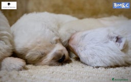 Pastore Maremmano cani in vendita: Cucciolata Pastore Maremmano Abruzzese - Pedigree - Immagine 6