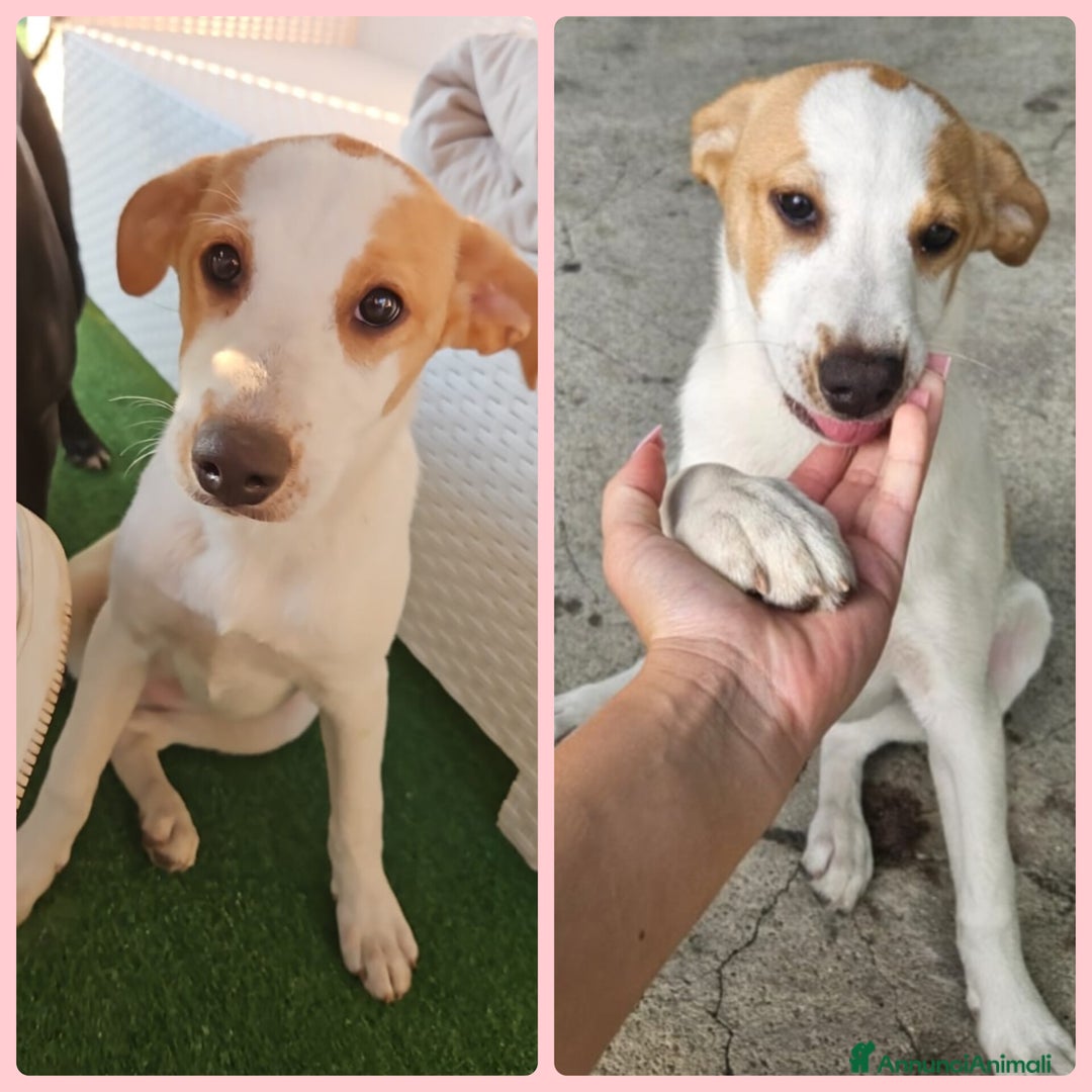 Meticcio cani in regalo: UNA MAMMA PER KIRA  a Provincia di Varese - Immagine 3