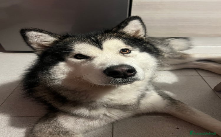 Alaskan Malamute cani Cerco femmina di alasakan malamute per monta - Annuncio 18