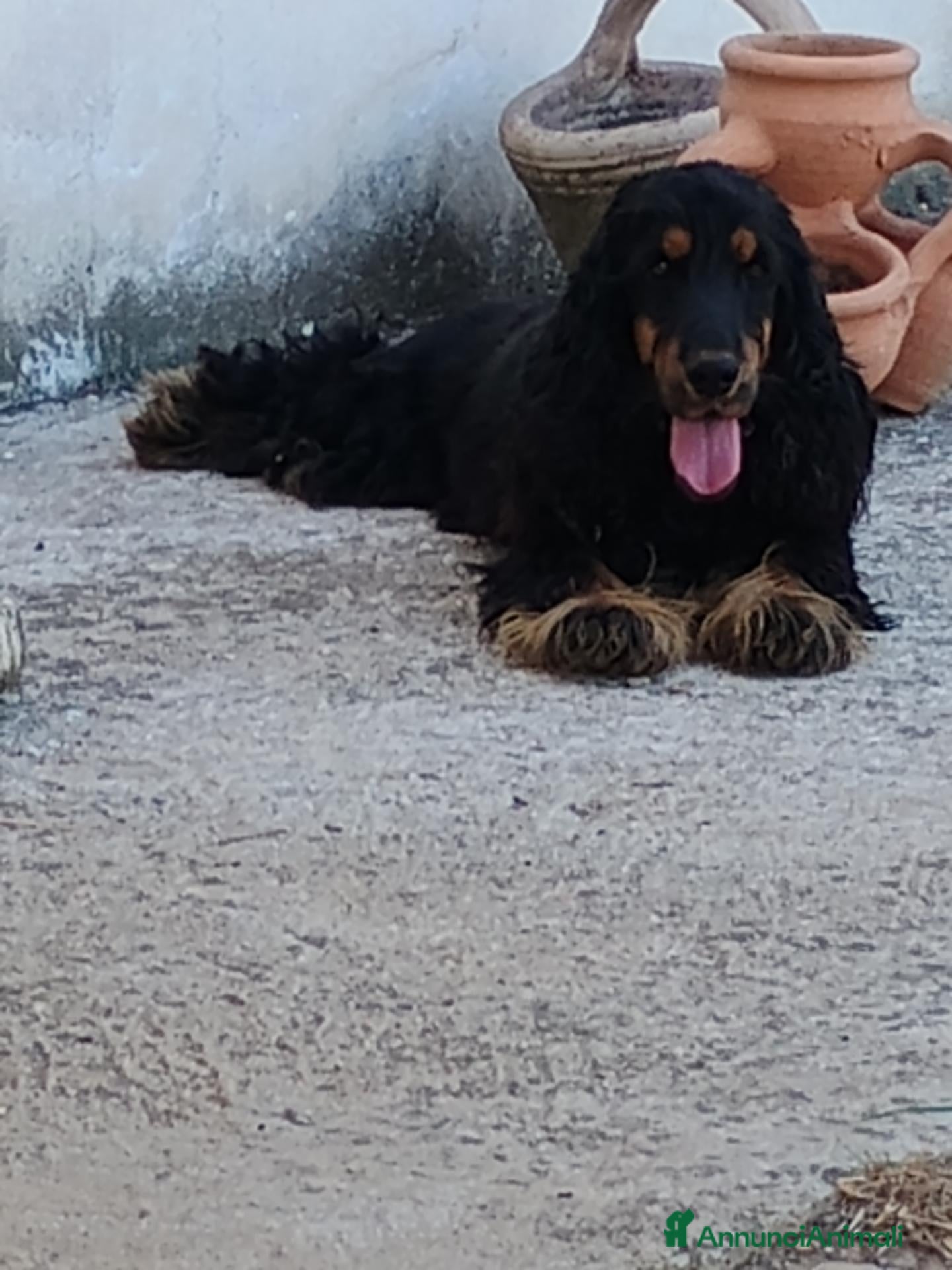 Cocker cani Cocker spanoel - Annuncio 1