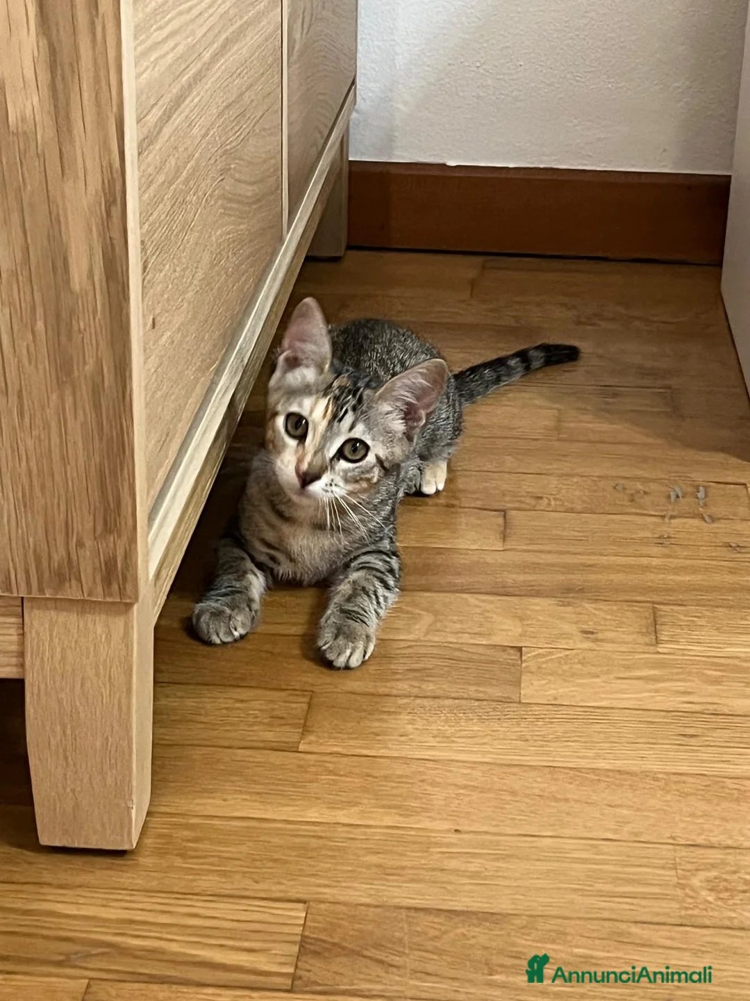 Altre razze gatti in regalo: GATTINI URGENTE: TEMPO SCADUTO  a Provincia di Arezzo - Annuncio 2